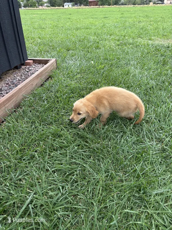 Cooper – Golden Retriever puppy for sale in Cañon City, CO