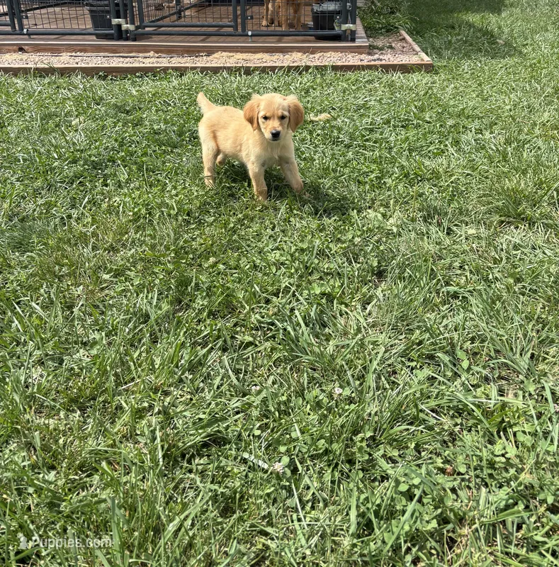 Marley – Golden Retriever puppy for sale in Cañon City, CO