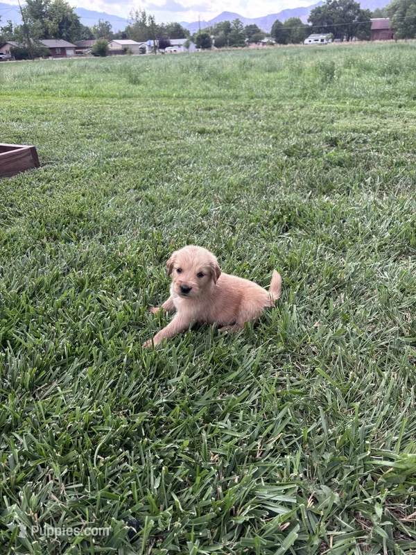 Bruno – Golden Retriever puppy for sale in Cañon City, CO
