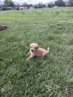 Bruno, a male Golden Retriever for sale in Cañon City, CO – 1 of 2