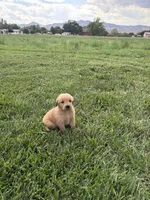 Archie, a male Golden Retriever for sale in Cañon City, CO – 2 of 2