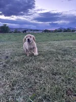 Scout, a male Golden Retriever for sale in Cañon City, CO – 2 of 2