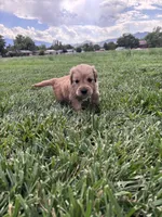 Goldie, a female Golden Retriever for sale in Cañon City, CO – 2 of 2