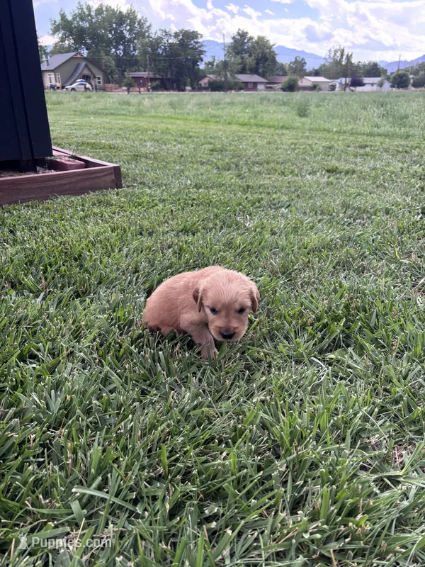Scout – Golden Retriever puppy for sale in Cañon City, CO