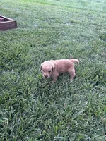 Jax, a male Golden Retriever for sale in Cañon City, CO – 2 of 2