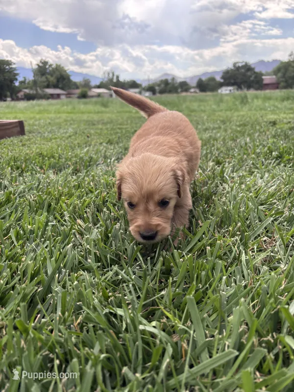 Goldie – Golden Retriever puppy for sale in Cañon City, CO