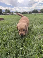 Goldie, a female Golden Retriever for sale in Cañon City, CO – 1 of 2