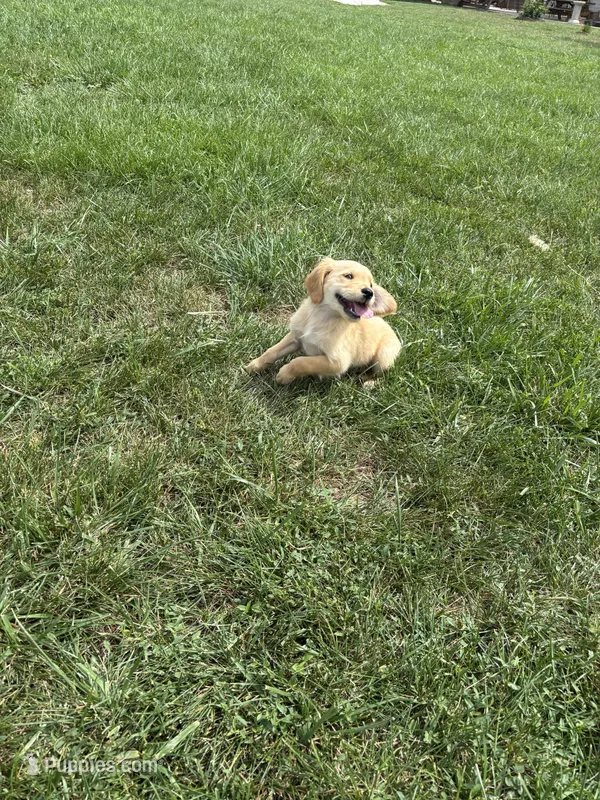 Bruno – Golden Retriever puppy for sale in Cañon City, CO