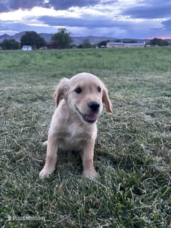 Scout – Golden Retriever puppy for sale in Cañon City, CO