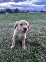 Scout, a male Golden Retriever for sale in Cañon City, CO – 1 of 2
