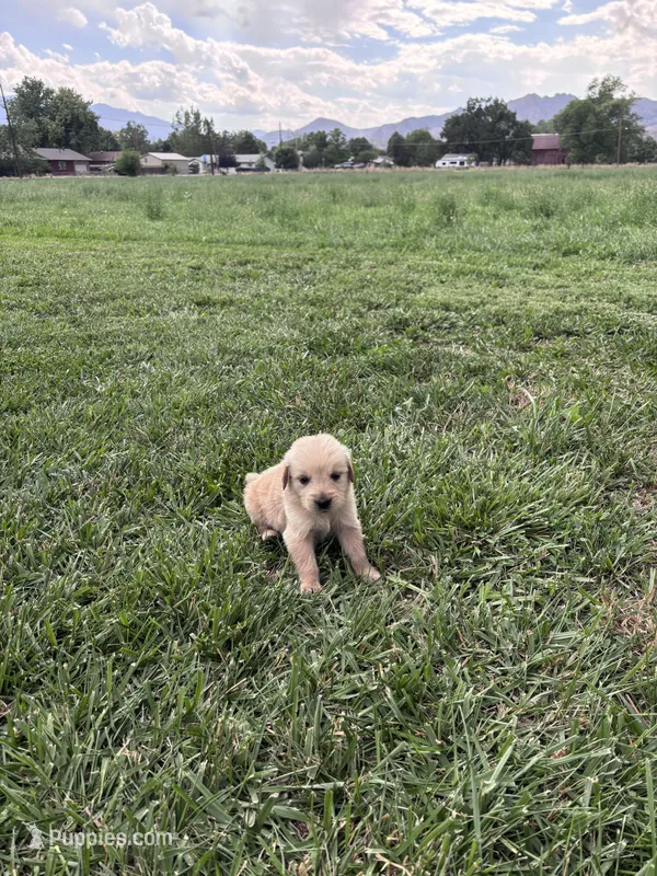 Cooper – Golden Retriever puppy for sale in Cañon City, CO