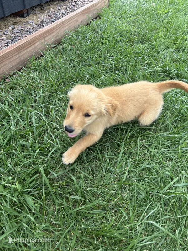 Scout – Golden Retriever puppy for sale in Cañon City, CO