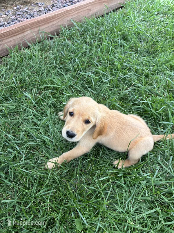 Goldie – Golden Retriever puppy for sale in Cañon City, CO