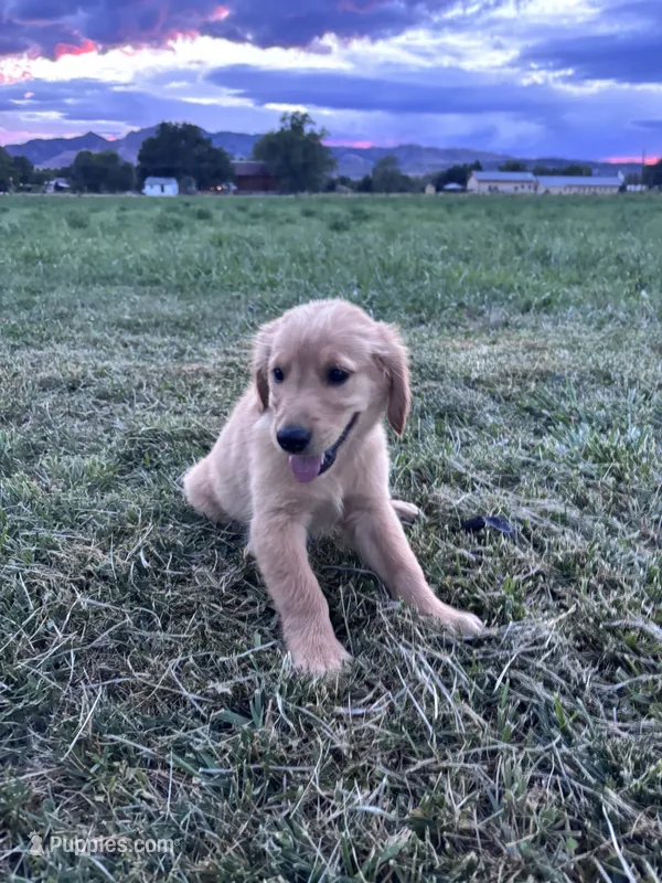 Bruno – Golden Retriever puppy for sale in Cañon City, CO