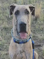 Atlas, a male Great Dane for sale in Colorado Springs, CO – 2 of 5