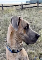 Atlas, a male Great Dane for sale in Colorado Springs, CO – 1 of 5