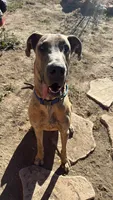 Atlas, a male Great Dane for sale in Colorado Springs, CO – 4 of 5