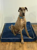 Atlas, a male Great Dane for sale in Colorado Springs, CO – 4 of 5