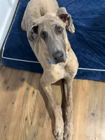 Atlas, a male Great Dane for sale in Colorado Springs, CO – 1 of 5