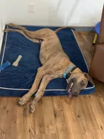 Atlas, a male Great Dane for sale in Colorado Springs, CO – 5 of 5