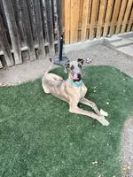 Atlas, a male Great Dane for sale in Colorado Springs, CO – 2 of 5