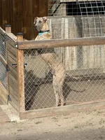 Atlas, a male Great Dane for sale in Colorado Springs, CO – 3 of 5