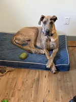 Atlas, a male Great Dane for sale in Colorado Springs, CO – 5 of 5