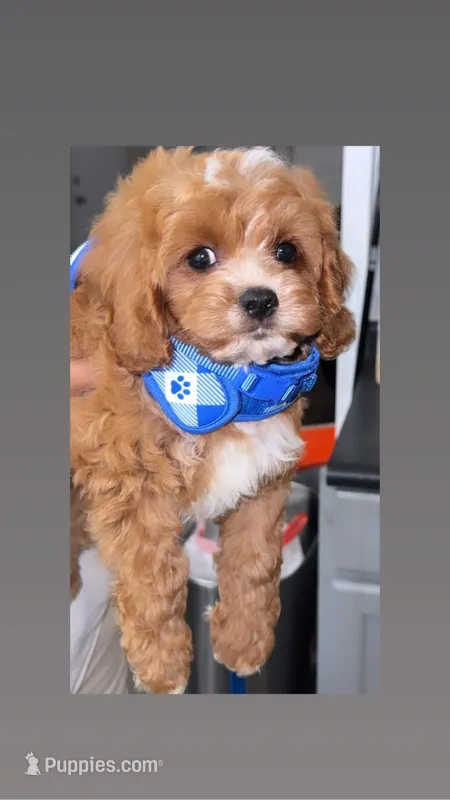 Nash  – Cavapoo puppy for sale in Orange Beach, AL