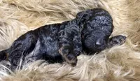 Mulberry Female Stand Black Phantom Poodle , a female Poodle - Standard  for sale in Charlotte, NC – Photo 1 of 2
