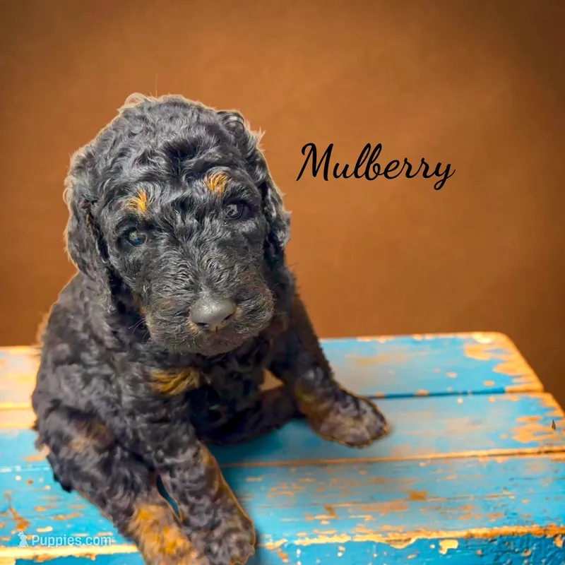 Mulberry Female Stand Black Phantom Poodle  – Poodle - Standard  puppy for sale in Charlotte, NC