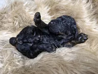 Mulberry Female Stand Black Phantom Poodle , a female Poodle - Standard  for sale in Charlotte, NC – Photo 2 of 2