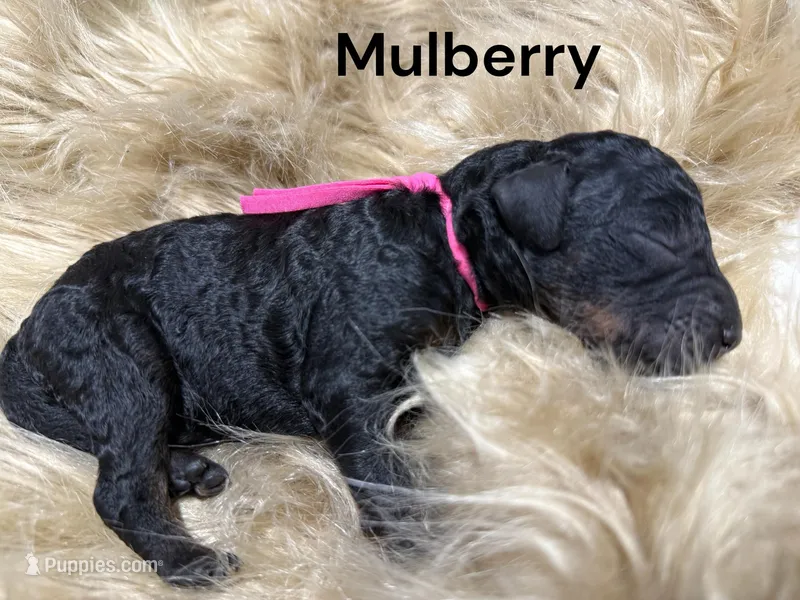 Mulberry Female Stand Black Phantom Poodle  – Poodle - Standard  puppy for sale in Charlotte, NC