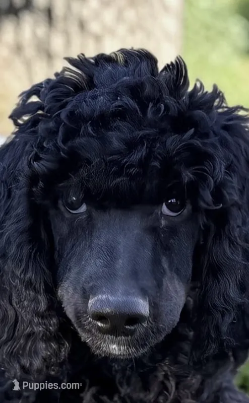 Blackberry Male Standard Poodle – Poodle - Standard  puppy for sale in Charlotte, NC