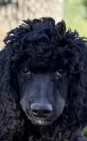 Blackberry Male Standard Poodle, a male Poodle - Standard  for sale in Charlotte, NC – 1 of 10