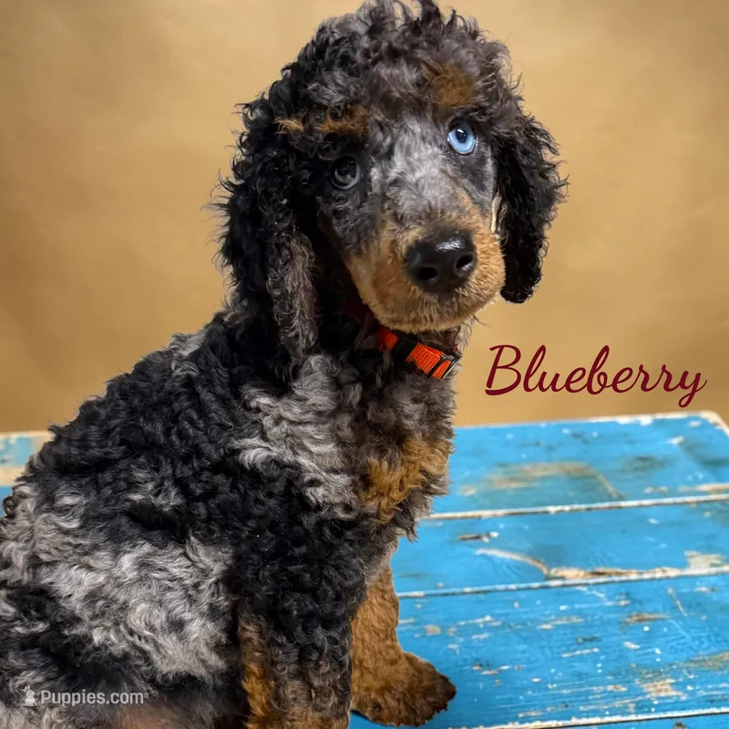 Blueberry Blue Merle Phantom Poodle – Poodle - Standard  puppy for sale in Charlotte, NC