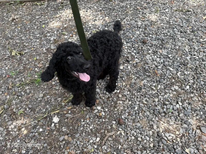Blackberry Male Standard Poodle – Poodle - Standard  puppy for sale in Charlotte, NC