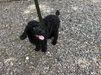 Blackberry Male Standard Poodle, a male Poodle - Standard  for sale in Charlotte, NC – 1 of 5