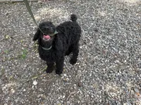 Blackberry Male Standard Poodle, a male Poodle - Standard  for sale in Charlotte, NC – 5 of 5