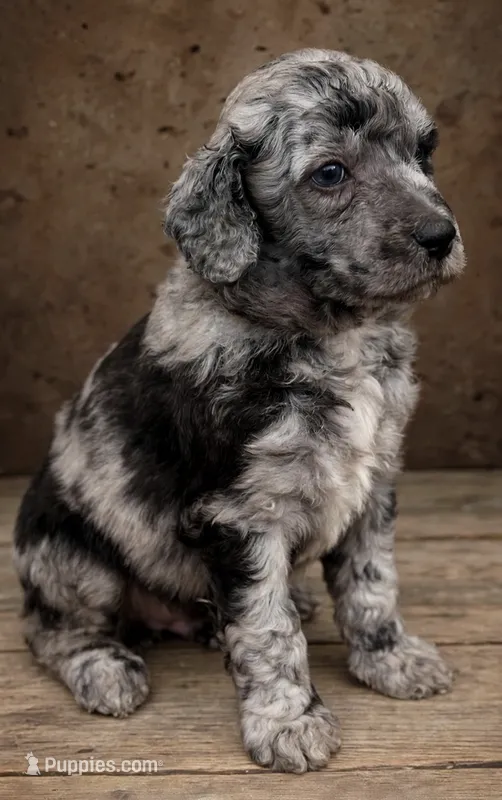 Rugar Moyen Poodle (Small Standard) Male – Poodle - Standard  puppy for sale in Charlotte, NC