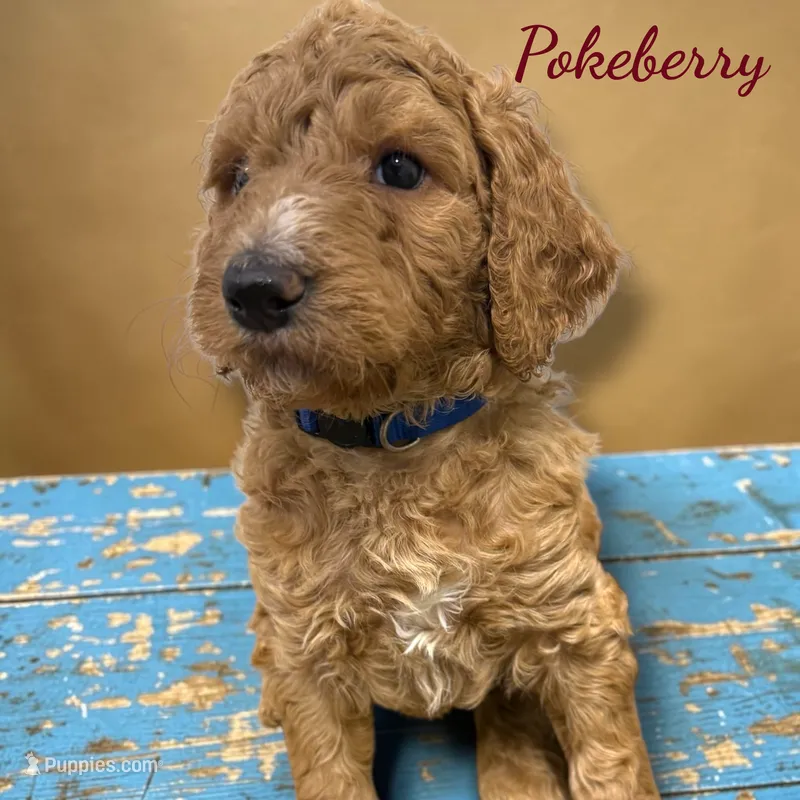 Pokeberry AKC Male Standard Poodle – Poodle - Standard  puppy for sale in Charlotte, NC