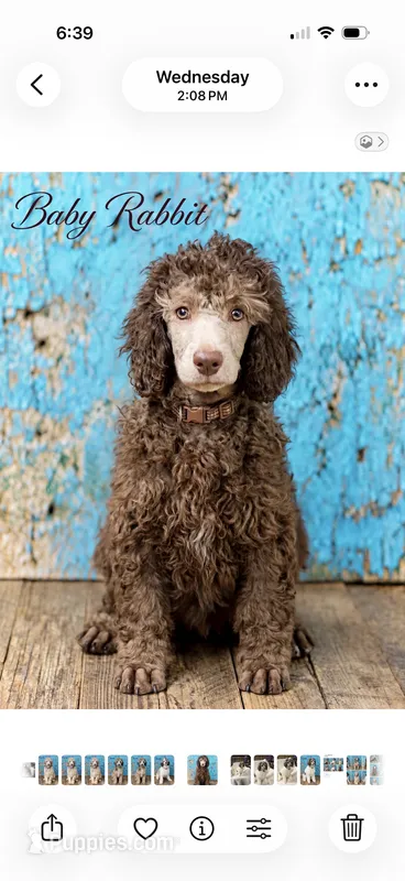 Baby Rabbit Moyen Poodle (Small Standard) – Poodle - Standard  puppy for sale in Charlotte, NC