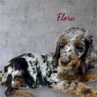 Flora Phantom Blue Merle, a female Poodle - Multi-Colored Standard for sale in Charlotte, NC – Photo 2 of 2