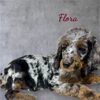 Flora Phantom Blue Merle, a female Poodle - Multi-Colored Standard for sale in Charlotte, NC – Photo 2 of 2