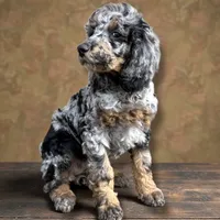 Flora Phantom Blue Merle, a female Poodle - Multi-Colored Standard for sale in Charlotte, NC – Photo 1 of 2