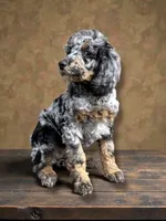 Flora Phantom Blue Merle, a female Poodle - Multi-Colored Standard for sale in Charlotte, NC – Photo 1 of 2