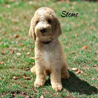 Stone AKC Moyen Poodle  hypoallergenic , a male Poodle - Standard  for sale in Charlotte, NC – 1 of 1