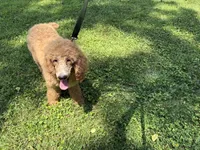 Pokeberry AKC Male Standard Poodle, a male Poodle - Standard  for sale in Charlotte, NC – 2 of 9