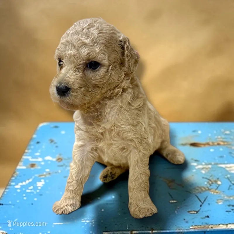 Pearl – Poodle - Standard  puppy for sale in Charlotte, NC