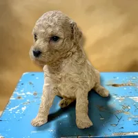 Pebbles Female Moyen Poodle Puppy, a female Poodle - Standard  for sale in Charlotte, NC – 1 of 1