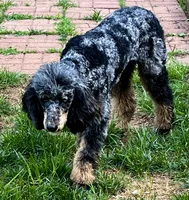 Cranberry Female Black Phantom Poodle, a female Poodle - Standard  for sale in Charlotte, NC – 6 of 7